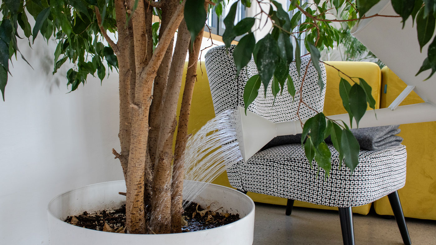 closeup of someone watering a plant with a white watering can (Photo)